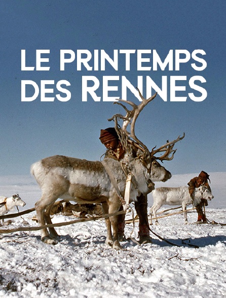 Le printemps des rennes