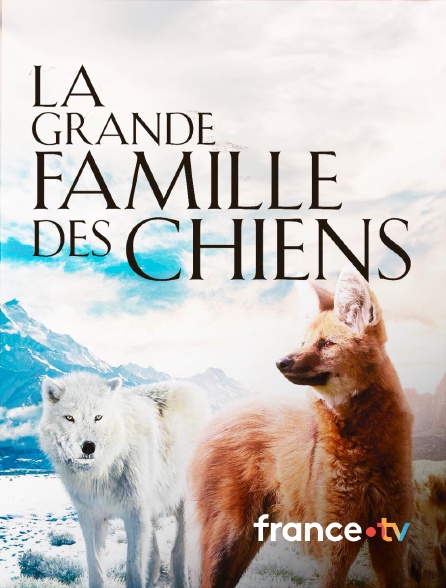france.tv - La grande famille des chiens