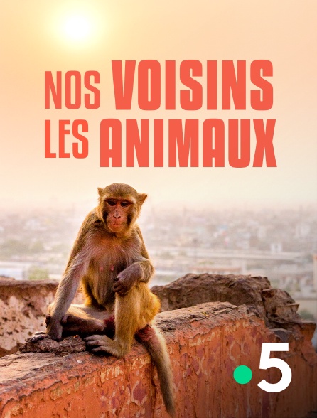 France 5 - Nos voisins les animaux