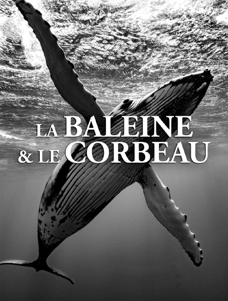 La baleine et le corbeau - 28/05/2024 à 16h35