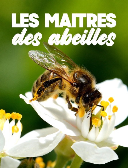 Les maîtres des abeilles