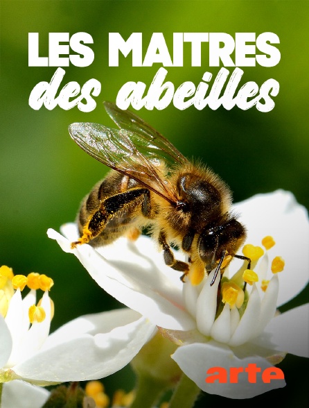 Arte - Les maîtres des abeilles