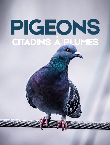 Pigeons, citadins à plumes