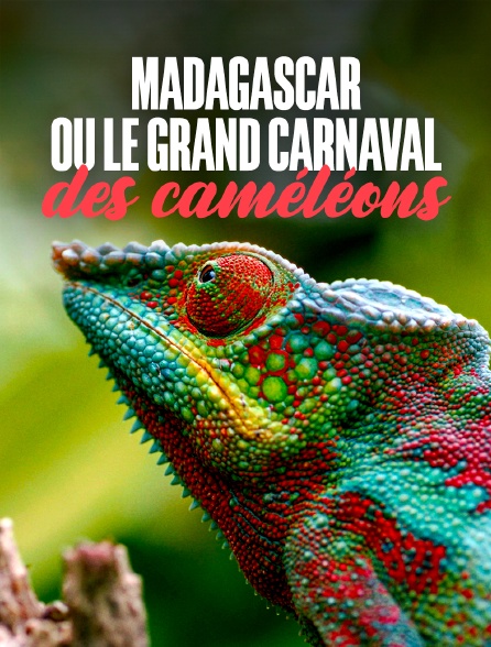 Madagascar ou le grand carnaval des caméléons