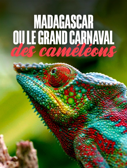 Madagascar ou le grand carnaval des caméléons