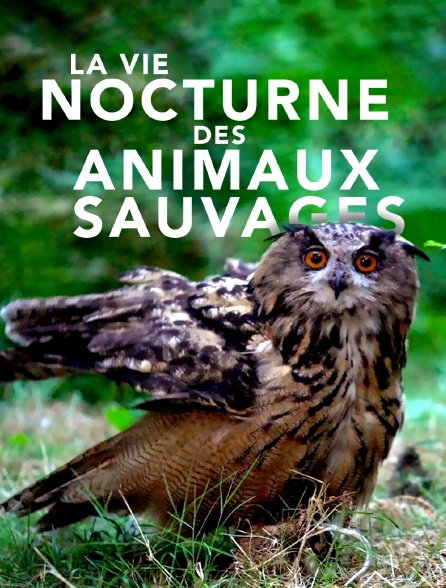 La vie nocturne des animaux sauvages