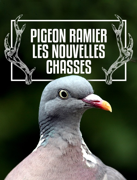 Pigeon ramier, les nouvelles chasses