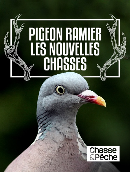 Chasse et pêche - Pigeon ramier, les nouvelles chasses
