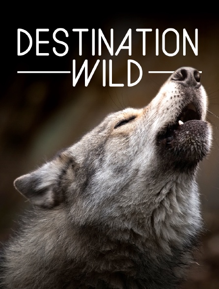 Destination Wild : Corée sauvage