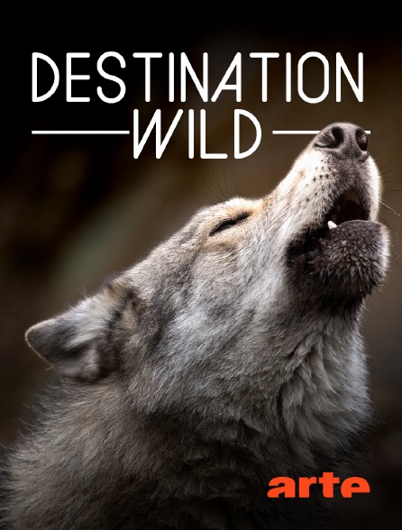 Arte - Destination Wild