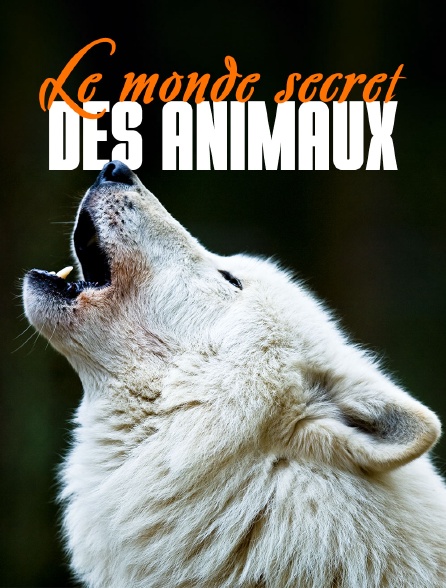 Le monde secret des animaux