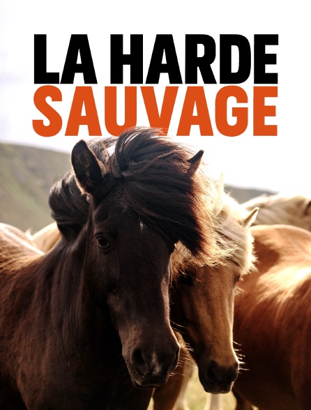 La harde sauvage : Libres chevaux de Sardaigne