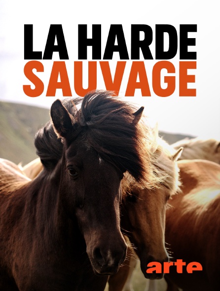 Arte - La harde sauvage : Libres chevaux de Sardaigne