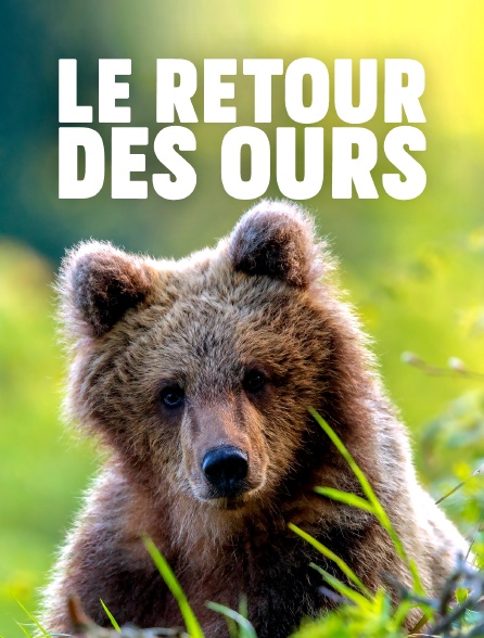 Le retour des ours