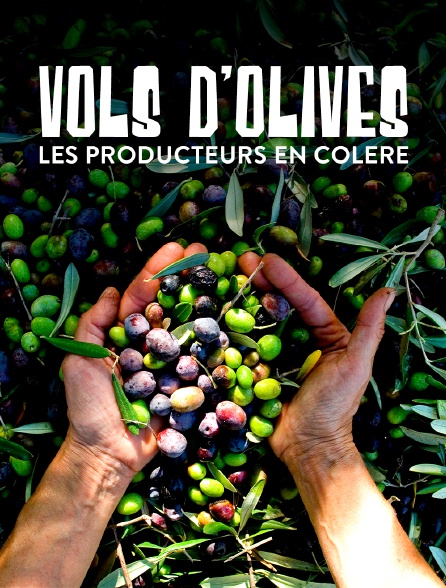 Vols d'olives : les producteurs en colère