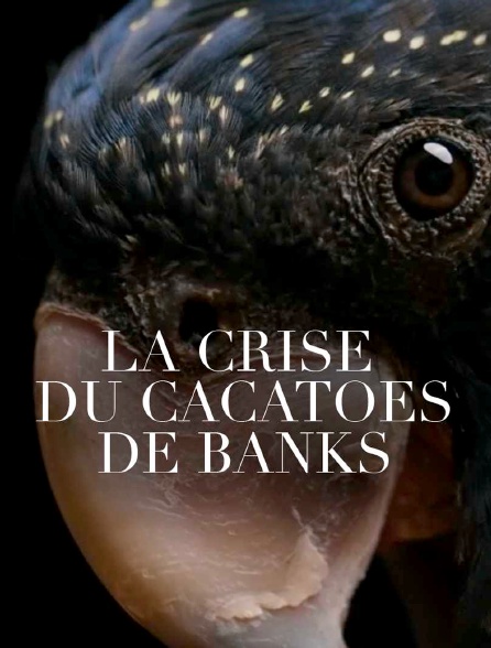La crise du cacatoès de banks