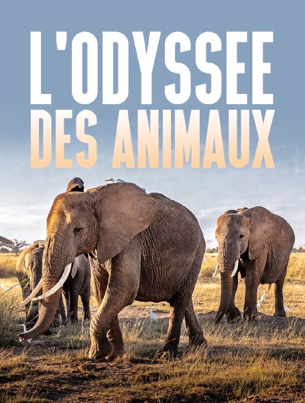 L'odyssée des animaux