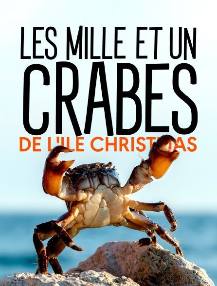 Les mille et un crabes de l'île Christmas