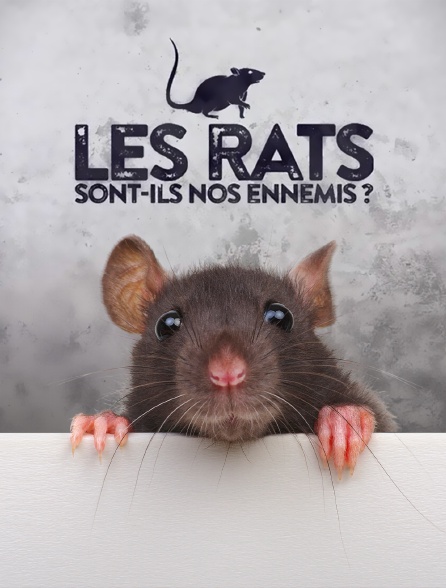 Les rats sont-ils nos ennemis ?