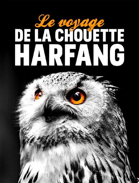 Le voyage de la chouette harfang