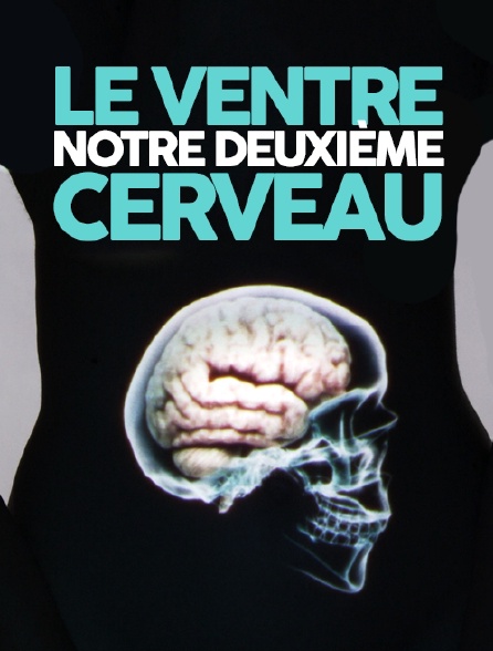 Le ventre, notre deuxième cerveau