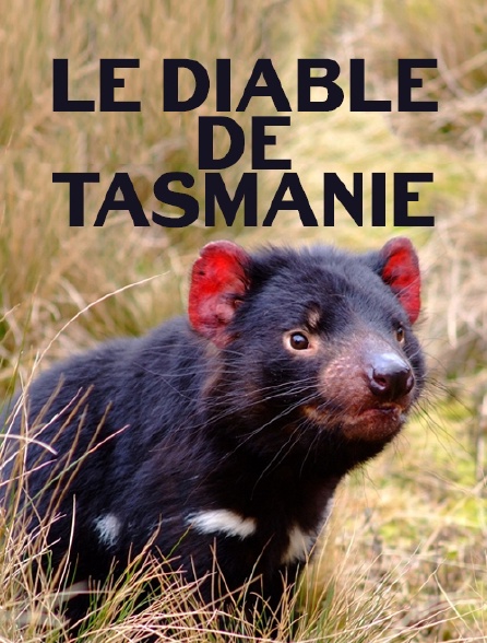 Le diable de Tasmanie