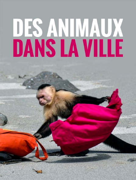 Des animaux dans la ville