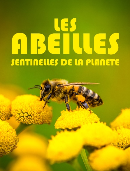 Les abeilles, sentinelles de la planète