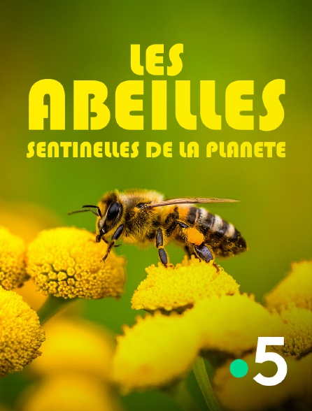France 5 - Les abeilles, sentinelles de la planète