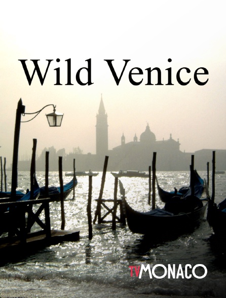 TV Monaco - Wild Venice