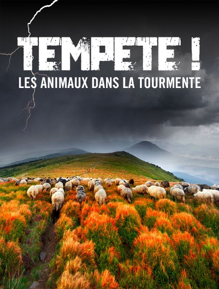 Tempête ! Les animaux dans la tourmente