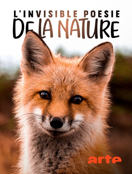 Arte - L'invisible poésie de la nature