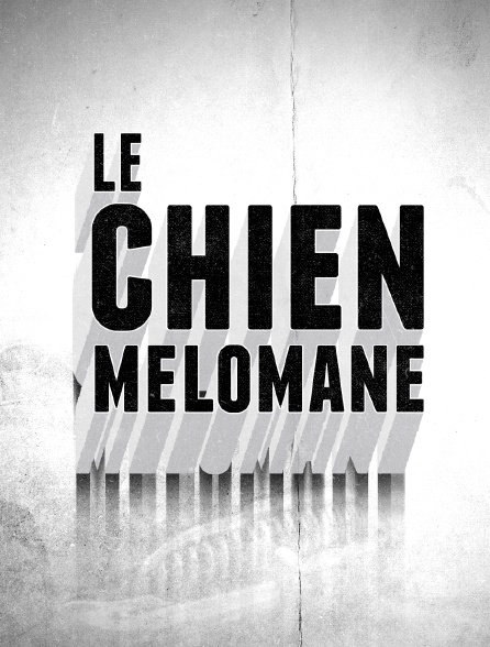 Le chien mélomane