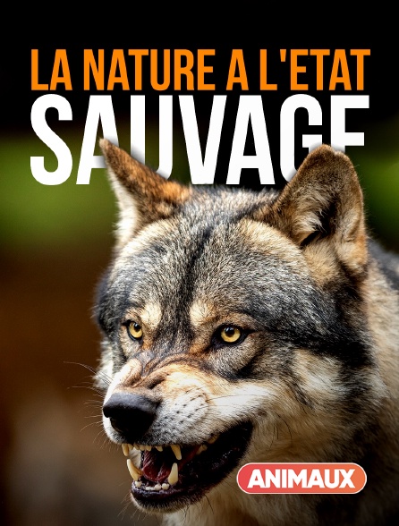 Animaux - La nature à l'état sauvage