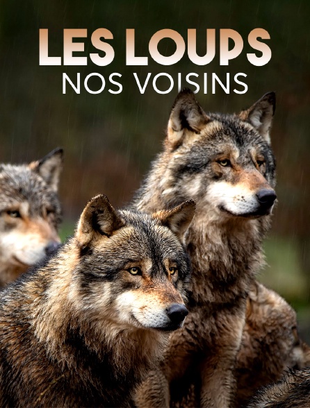 Les loups, nos voisins