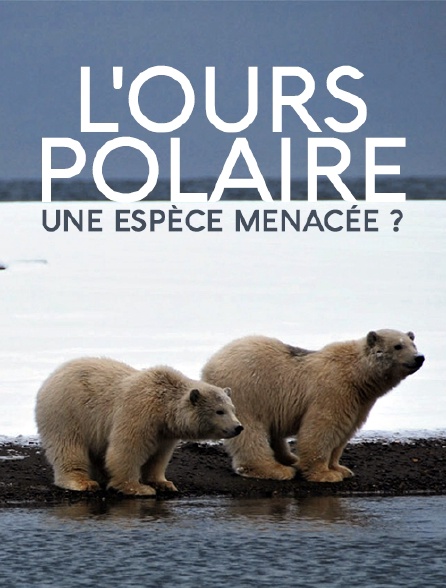 L'ours polaire une espèce menacée - GoodPlanet mag