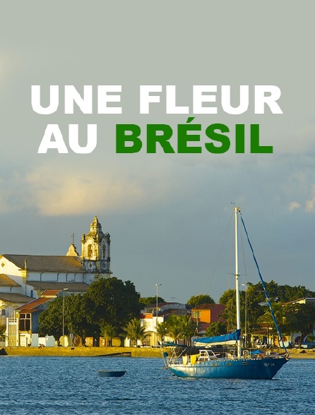 Une fleur au Brésil