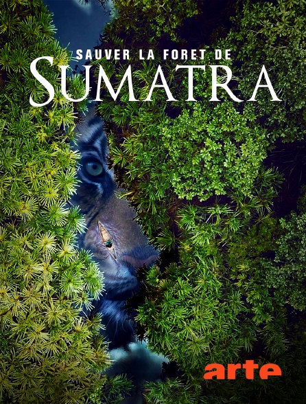 Arte - Indonésie : Sauver la forêt de Sumatra