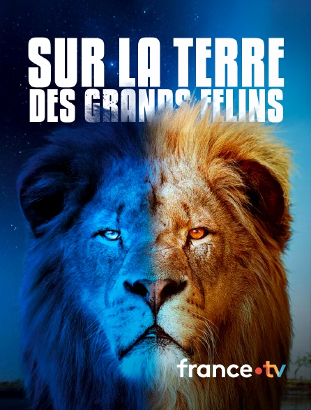 france.tv - Sur la terre des grands félins