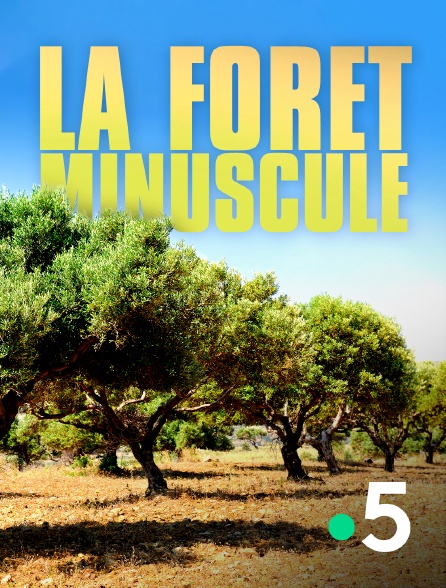 France 5 - Grotte d'Ouvéa, le prix du sang