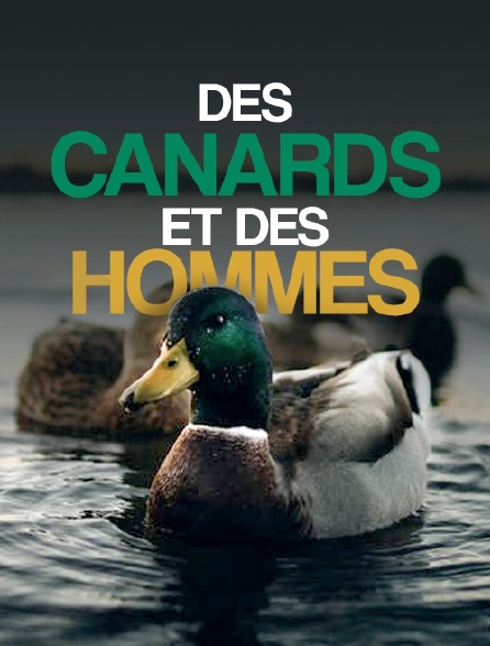 Des canards et des hommes