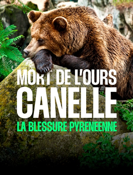 Mort de l'ourse Cannelle, la blessure pyrénéenne