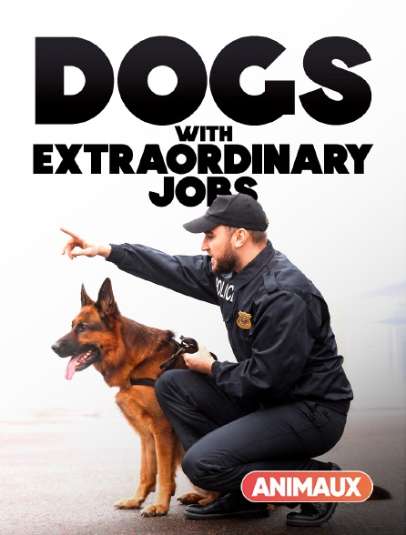 Animaux - Dogs with Extraordinary Jobs
