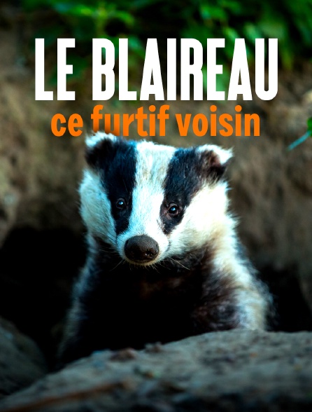 Le blaireau : ce furtif voisin