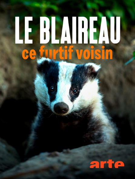 Arte - Le blaireau : ce furtif voisin