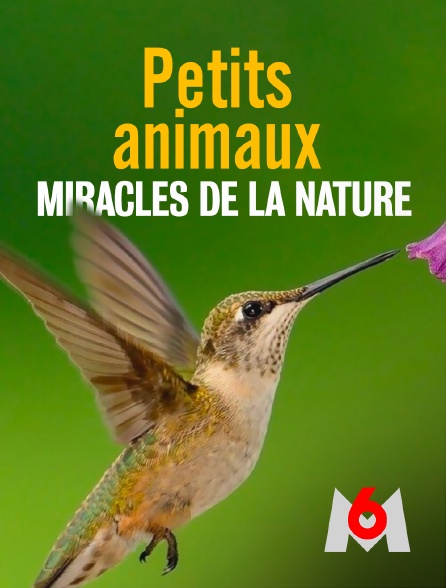 M6 - Petits animaux, miracles de la nature