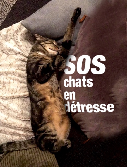 SOS chats en détresse