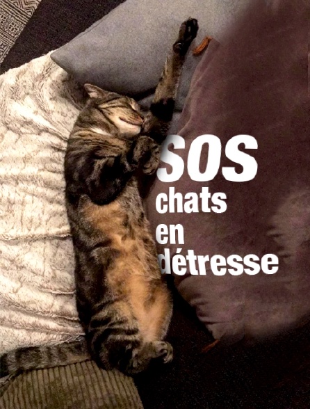 Sos Chats En Detresse En Streaming Molotov Tv