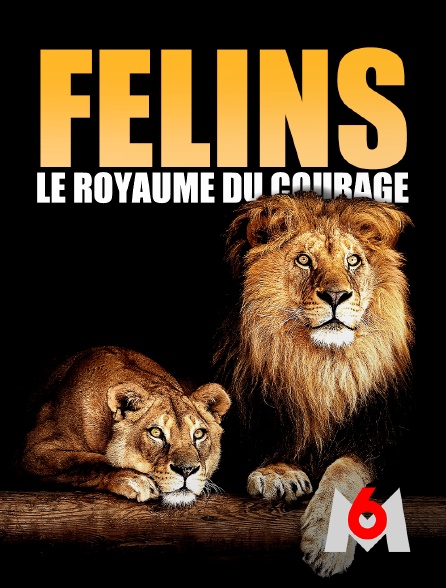 M6 - Félins: Le royaume du courage
