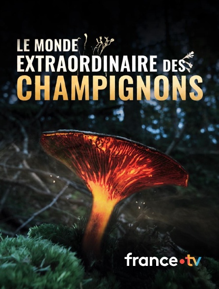 france.tv - Le monde extraordinaire des champignons